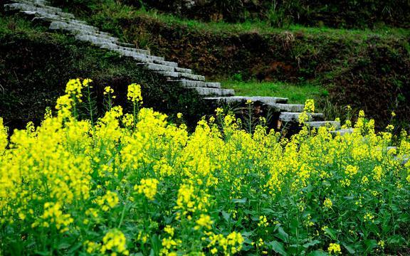 婺源油菜花几月份开花_婺源油菜花最佳时间2021